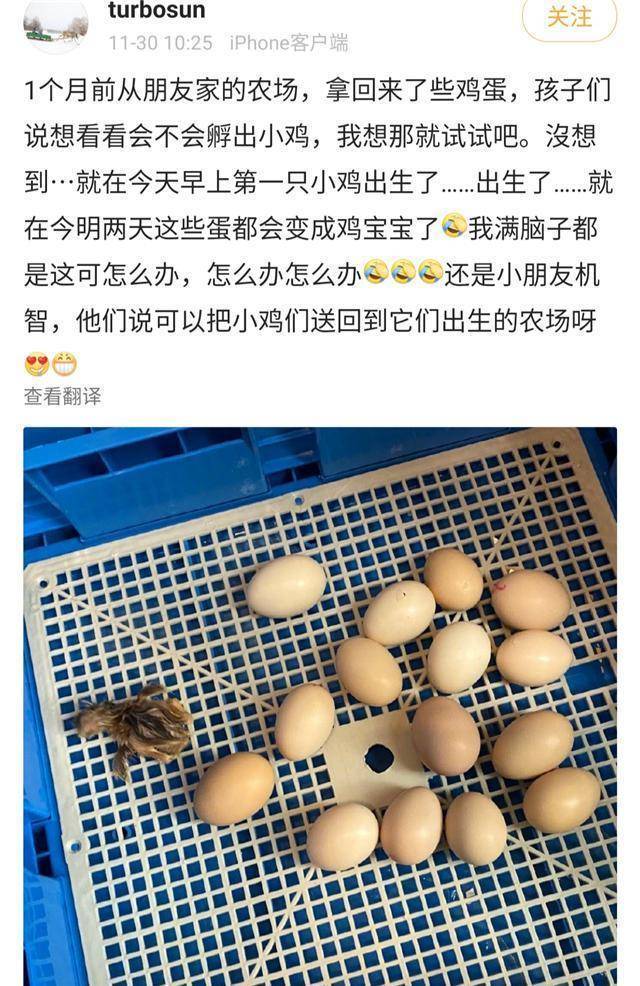 孙俪在家意外孵出小鸡不知所措