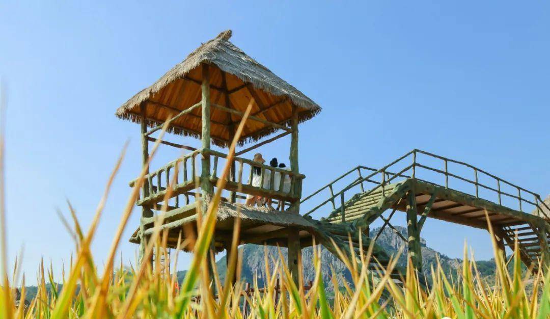 寻找秋天的童话-舒洪昆坑千亩稻田,稻浪倾诉着悠闲的时光_自然_缙云县