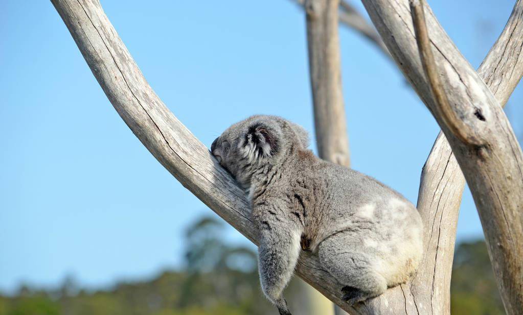 人类平均每天睡眠时间是8小时,有一种动物每天需要睡