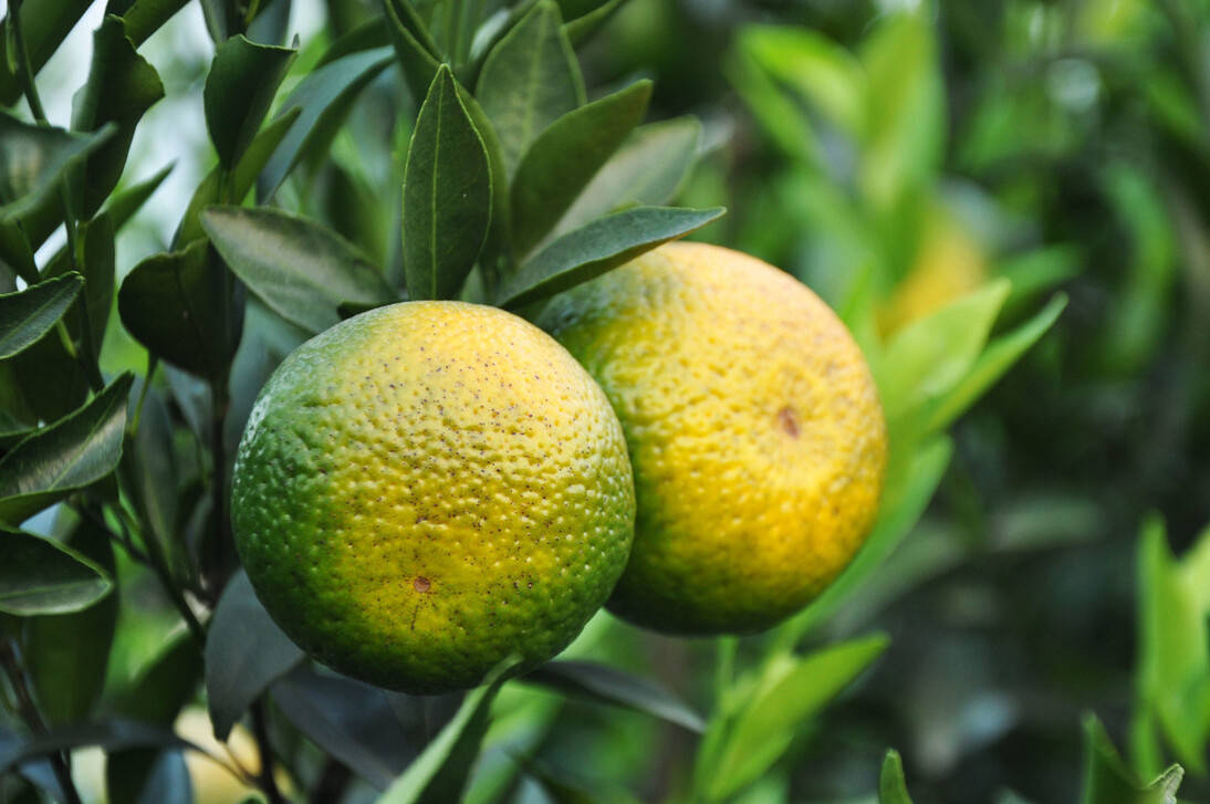 可种植用地越来越少,周边已经被万达,美吉特,碧桂园等大型商圈及高级