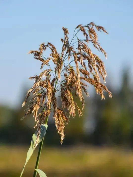漫游湖滨 | 漫天芦雪入画,谱写浪漫恋曲_骆马湖_芦荻_芦花