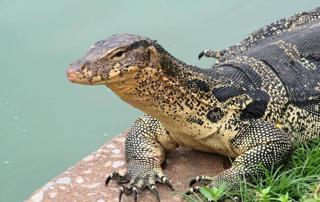 泰国农民家中现巨蜥,五爪金龙被困4米水井,想救蜥蜴却险些被咬
