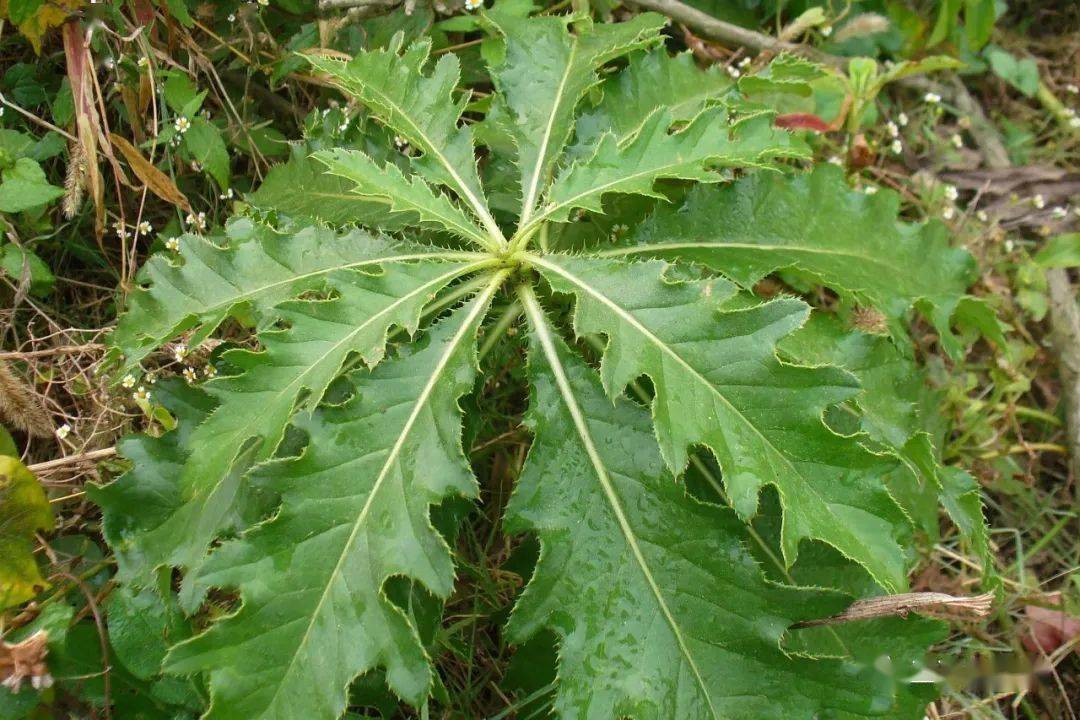 图15.3蓟属,又名小蓟,我乡称"萋萋芽".曾单独成种,现为丝路蓟的变种.
