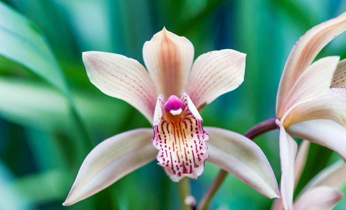 目前,韶关翁源正强化现有的兰花品牌优势,以兰花为主题,推进乡村旅游