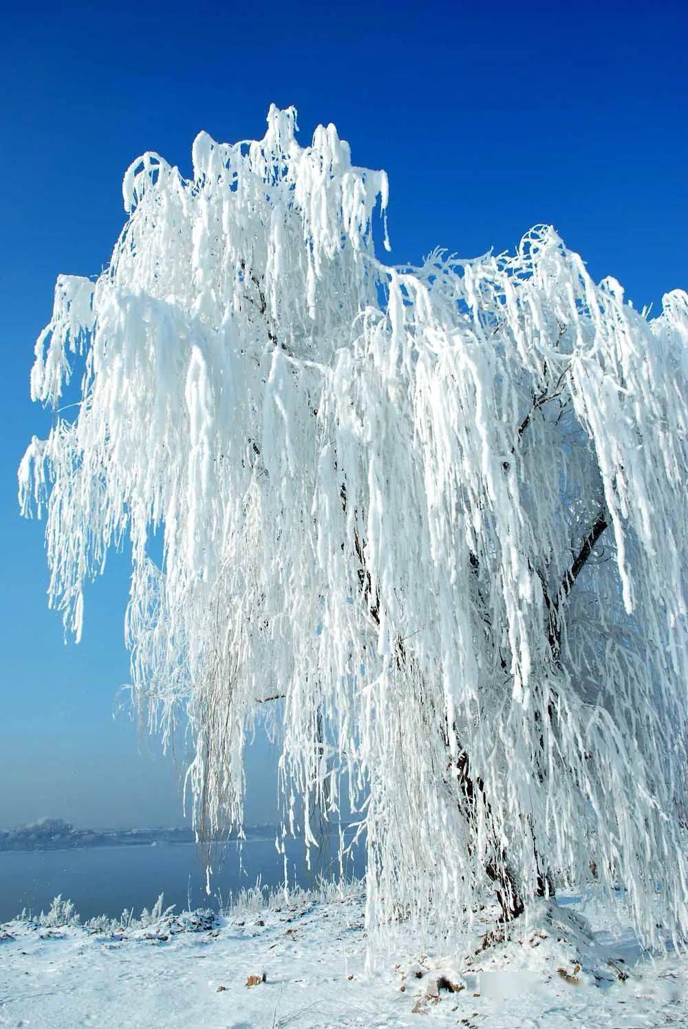 飘雪图片真实 风景图片