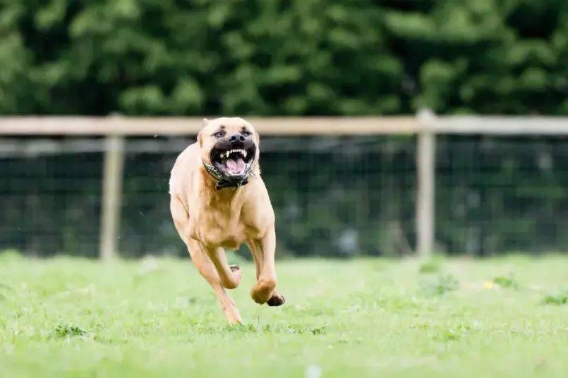 宠物犬兽性大发 把主人啃到只剩残尸_死者_丈夫_美国