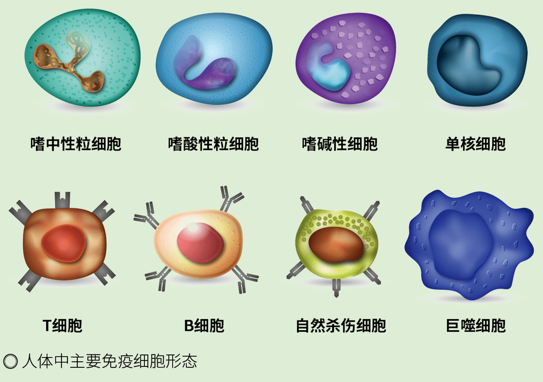 免疫系统:今天,你和病毒只能活一个!