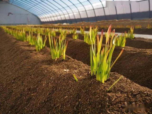 家庭种植韭黄技巧图解图片