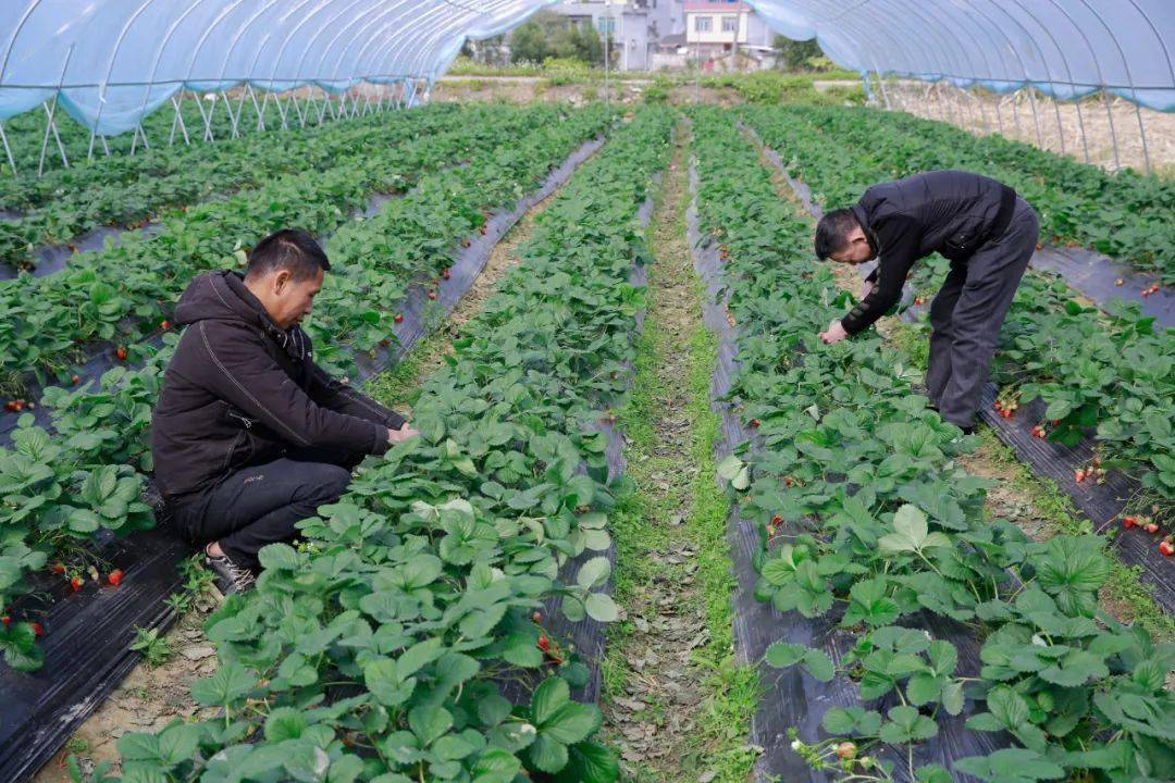 冬天的第一顆草莓,柳城人你安排上了嗎?_韓國源_種植_管理