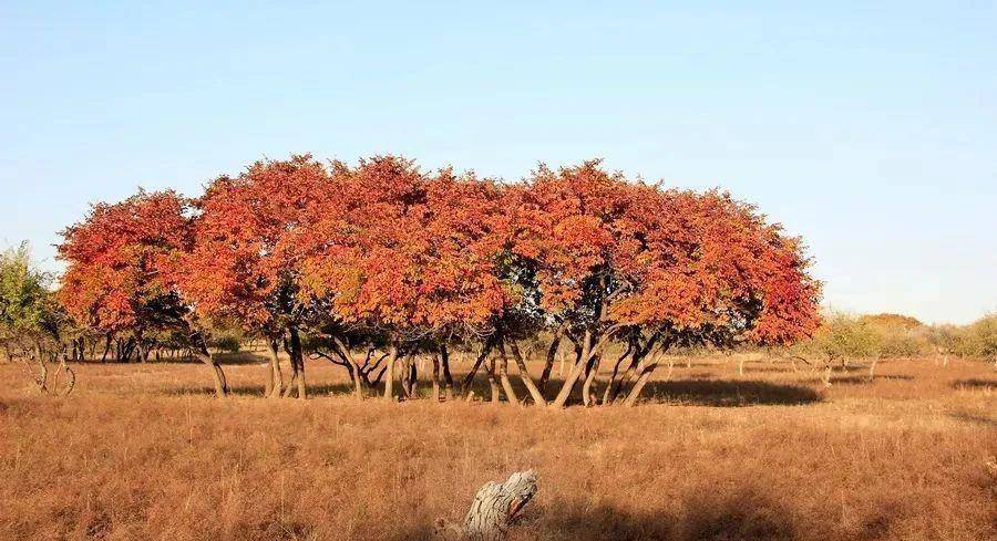 蒙古黄榆-植物界的"国宝熊猫"_向海_生活_树种