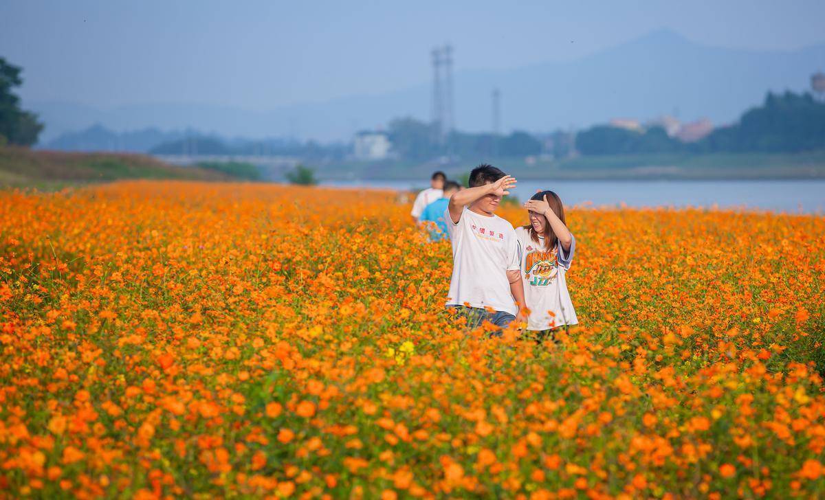 莲花山茶园_莲花山茶厂_莲花山茶园山庄