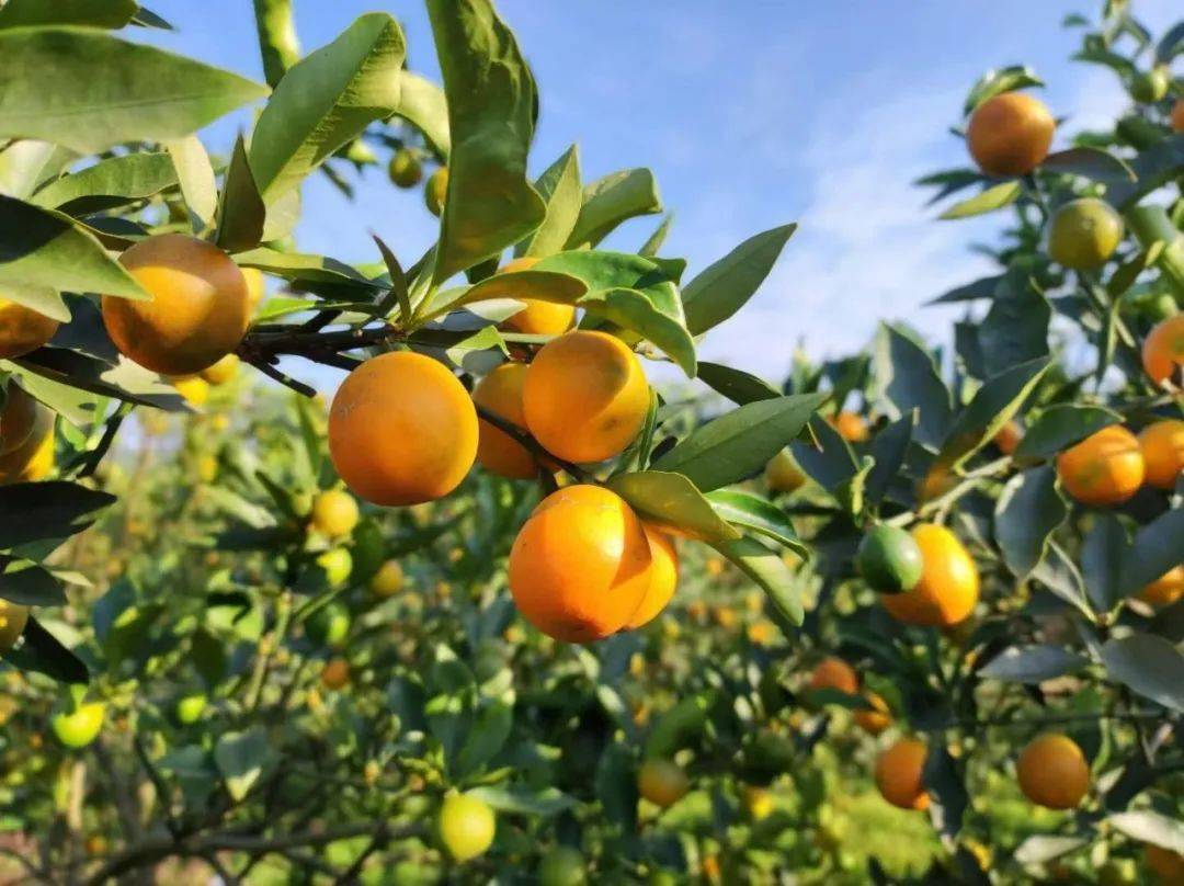 来自广西融安金桔之乡