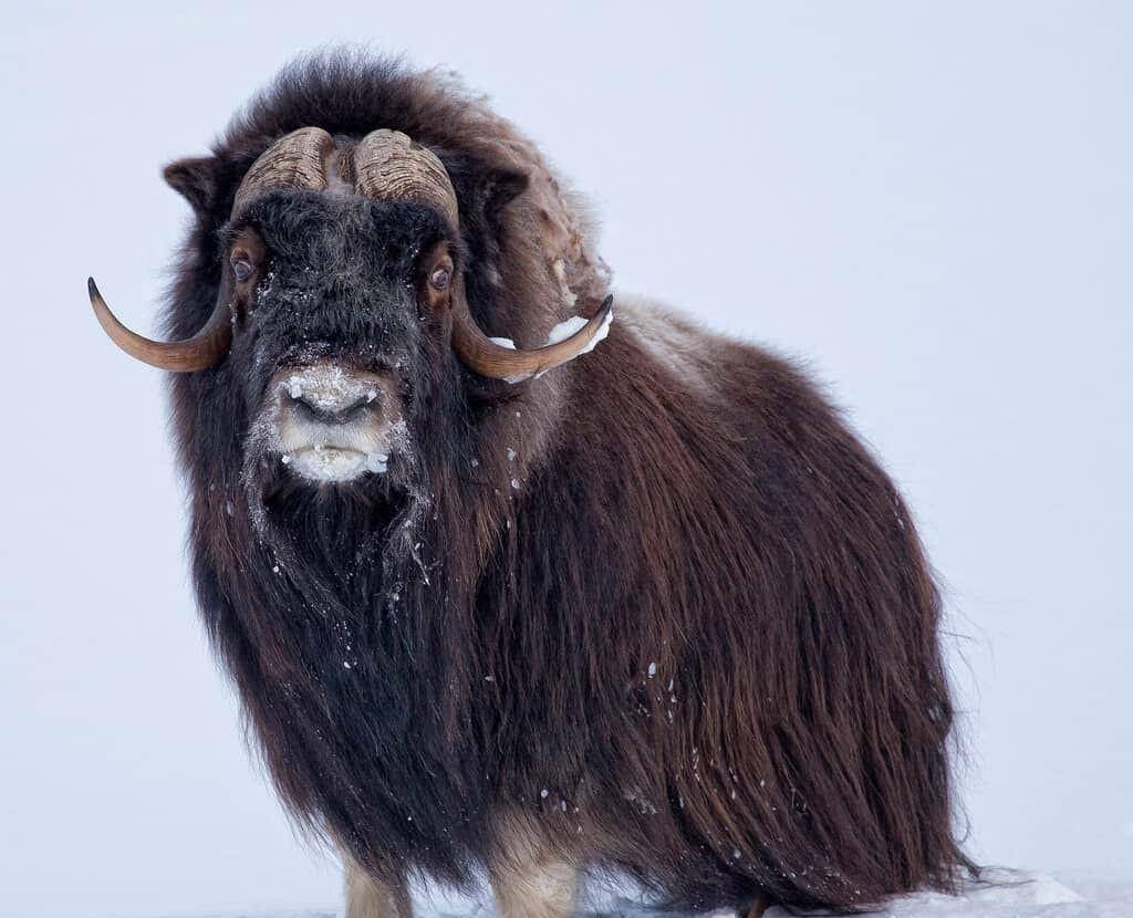 北极麝牛发情时有体香,遇敌不逃,围成一圈保护小牛_生活_人类_未成年