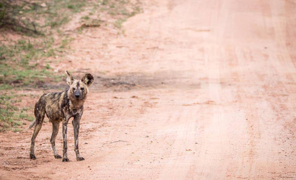 一只非洲野狗和胡狼组成狩猎联盟,还抢着当胡狼幼崽的干妈_索罗_鬣狗