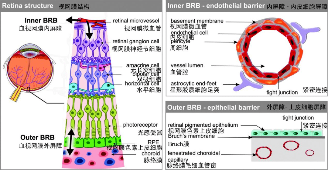 血脑屏障的组成图片