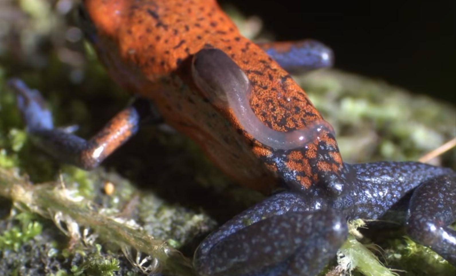 草莓箭毒蛙,一种会背着小蝌蚪去托管所的蛙_妈妈_凤梨_植物