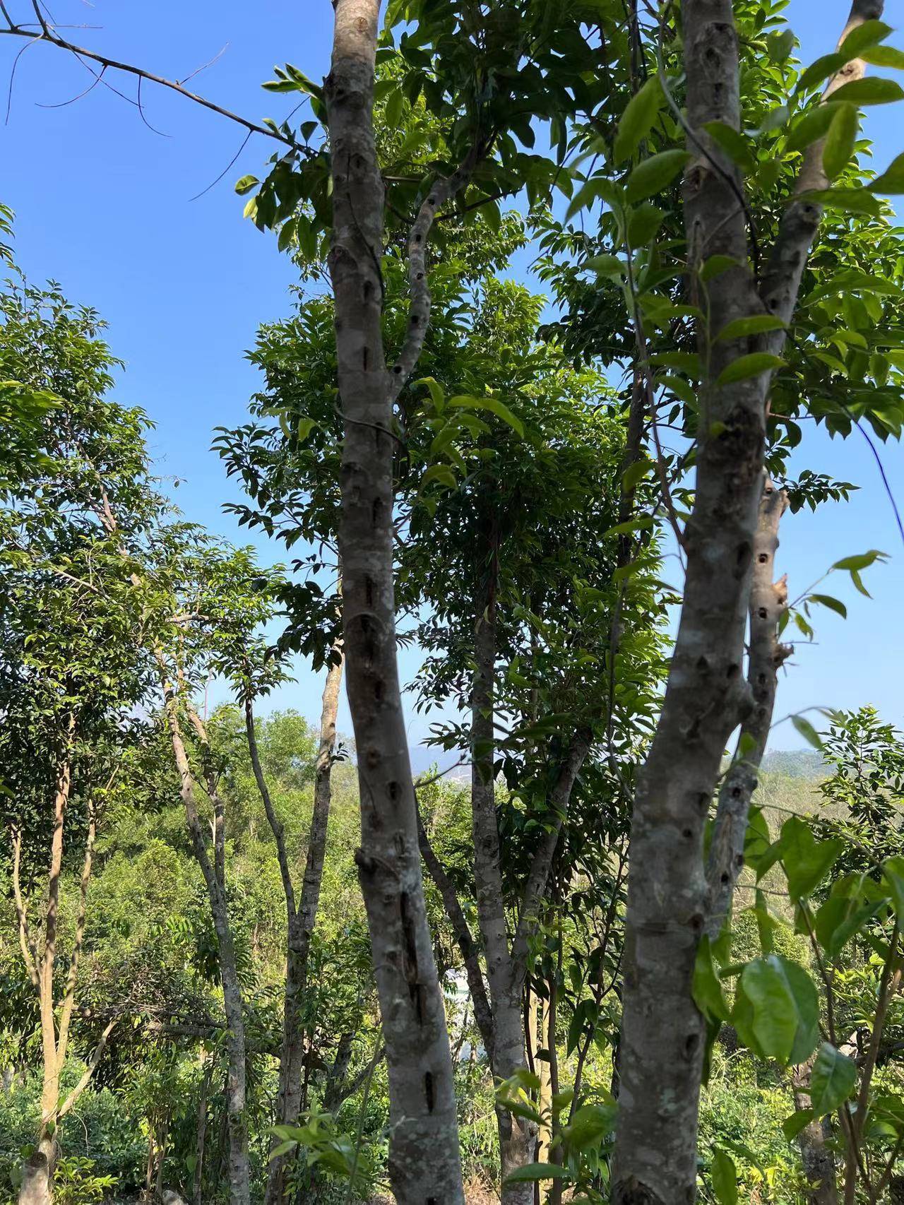 奇楠沉香树山