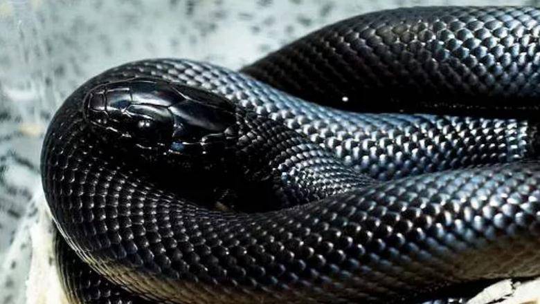 无毒蛇中的"颜王",绝非浪得虚名,一招直接拿下毒蛇:黑王蛇