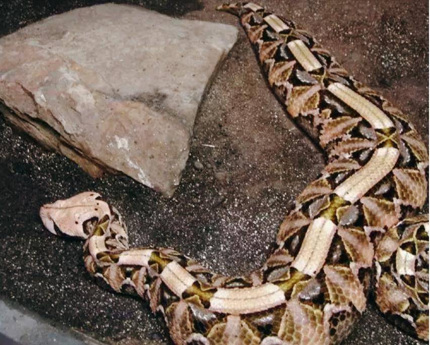 盘点蛇界中最"懒"的蛇:"懒"居然只是假象?