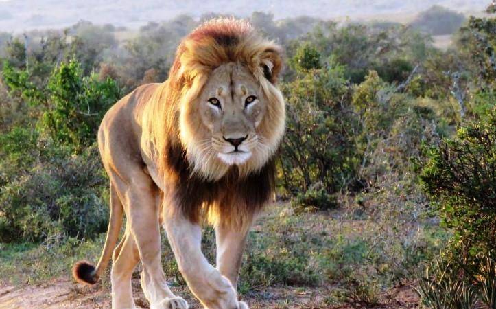 金鬃雄狮杰克失去妹妹后被转移到新家当狮王_狮群_公园_沙姆