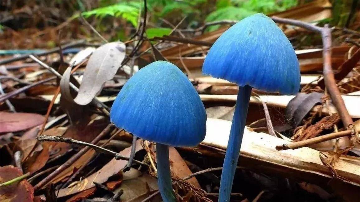 狗狗误食见手青产生幻觉,大象吃毒蘑菇中毒,会发狂攻击人类吗?