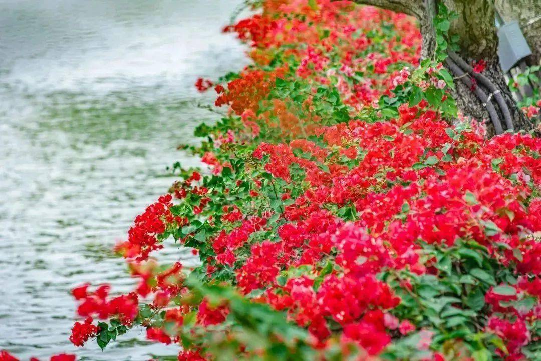 惠州市的市花,开了!_梅花_西湖_湖景区