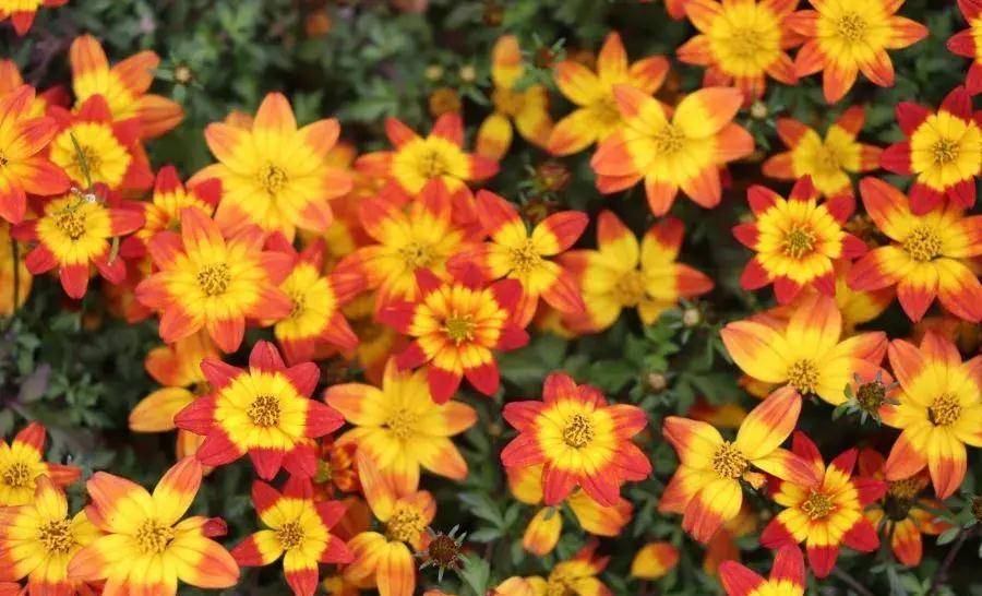 秋分一定要入手几棵橙色系的花,看起来高级又温暖,人见人爱_向日葵