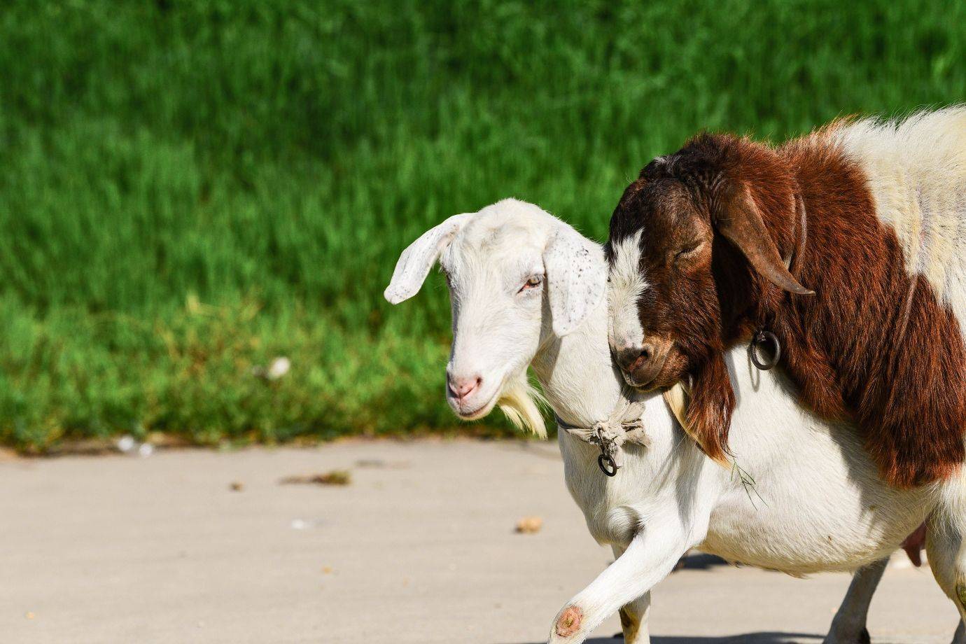 盐酸_方法_维生素