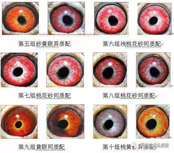 如何繁育出比上一代更好的信鸽_遗传_性状_种鸽