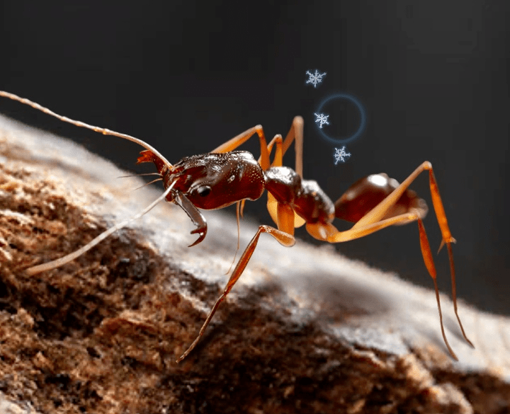 【小小蚁国】这几只特化蚁原来有这么厉害?_技能_伤害_小队