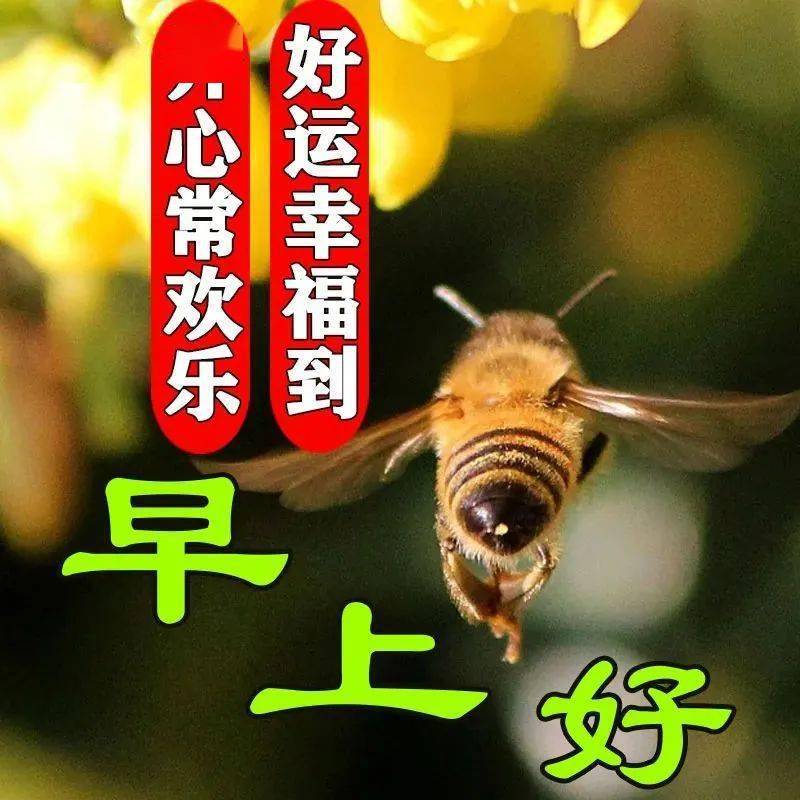 12月20日最漂亮早上好动态表情图片大全