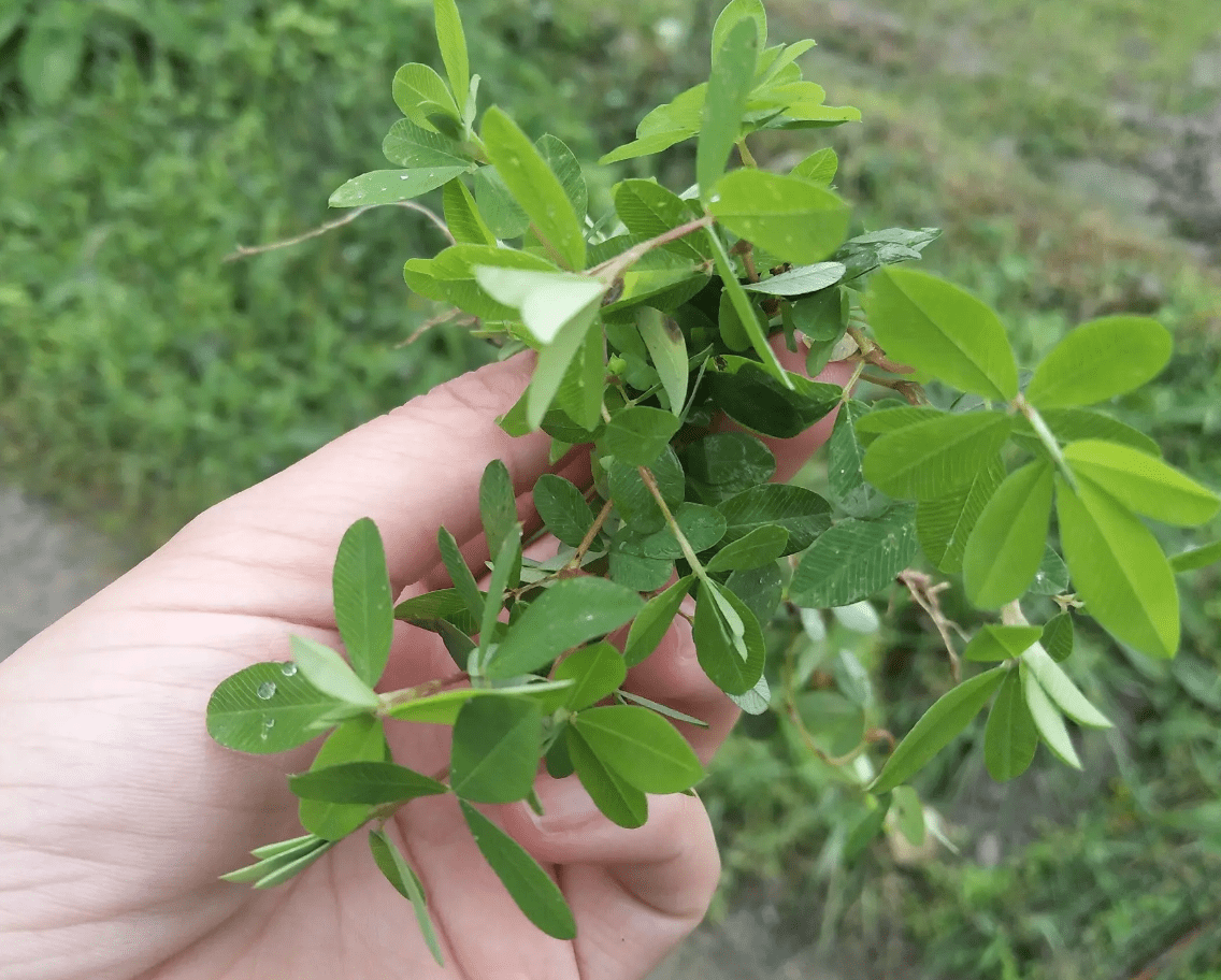 凤眼根图片大全大图图片