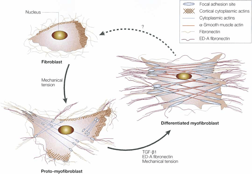 肌成纤维细胞:伤口愈合的重要参与者_治疗_研究_包括