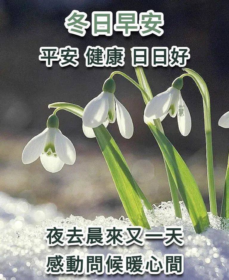 12月21日週三早上好,精選早安群發祝福圖片帶字帶暖心的問候_平安