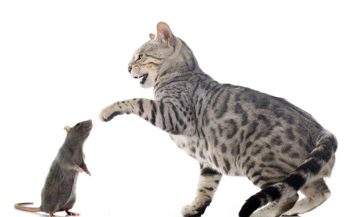 猫爱吃老鼠吗?家猫为何总是玩弄老鼠?