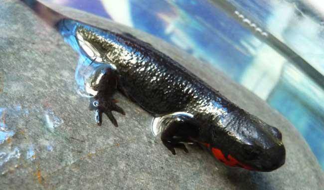 不要再把这些水族宠物,当成什么恐龙或者娃娃鱼了,不是一个物种_蝾螈