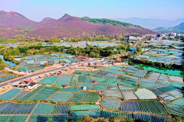 眼下,灵川县大圩镇草莓岛种植基地的草莓抢"鲜"上市,吸引大批市民游客