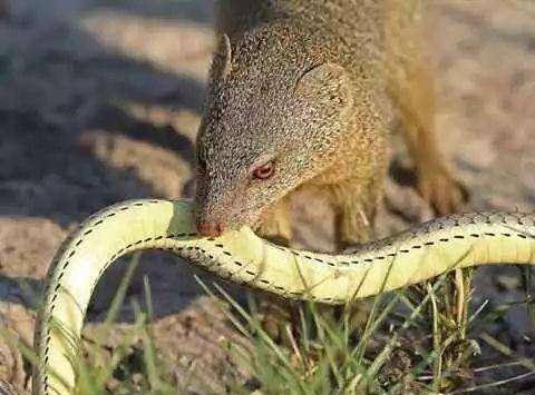 眼镜王蛇,蛇中大杀器眼镜王蛇,那可不是省油的灯,最长可长到6米,生性