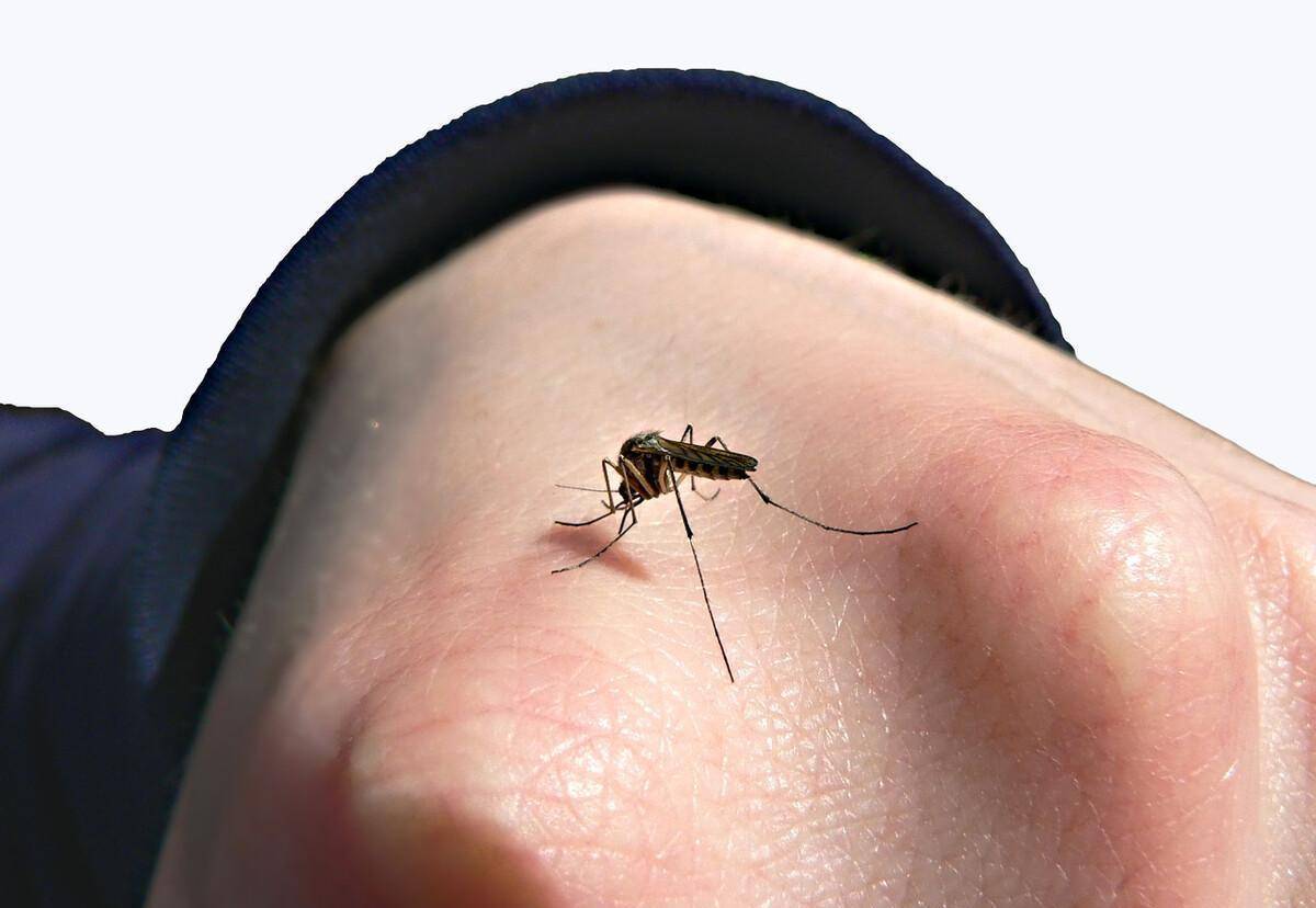 夫妻俩把蚊子当成宠物养,数量超过百万,还建立了"野生蚊子保育会"