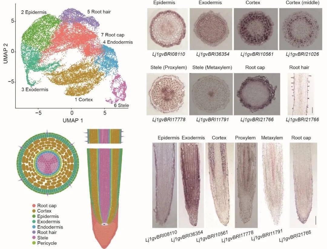 provide insights into identification and function of root cell