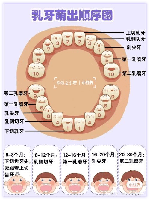 28颗牙齿结构图图片