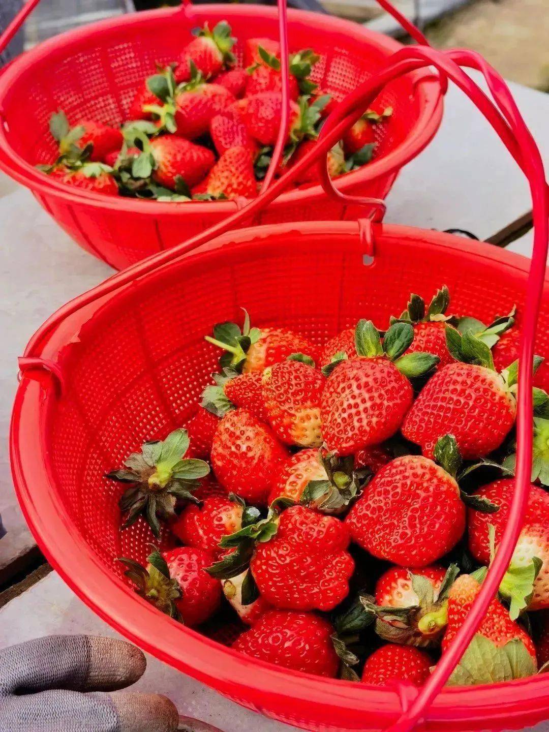 strawberry time