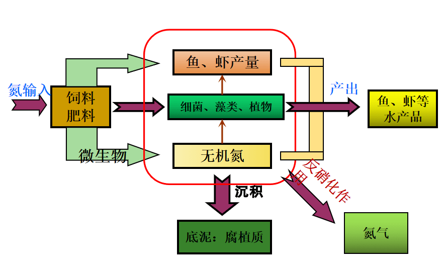 保持丰富的有益藻类,有益菌群,这样才可以将残饵粪便中的废氮吸收利用