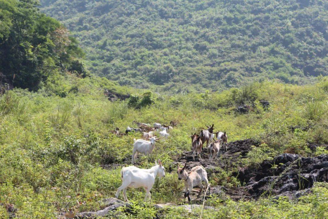 冬季进补桥头石山羊,飞鸿酒家推出活动套餐188元(3--6人)_怀集_美味