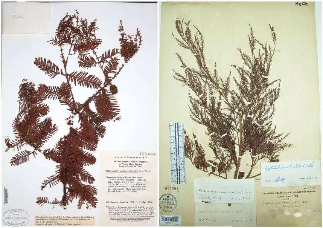落羽杉、水杉、水松和池杉,你分得清吗?_华南_植物园_国家