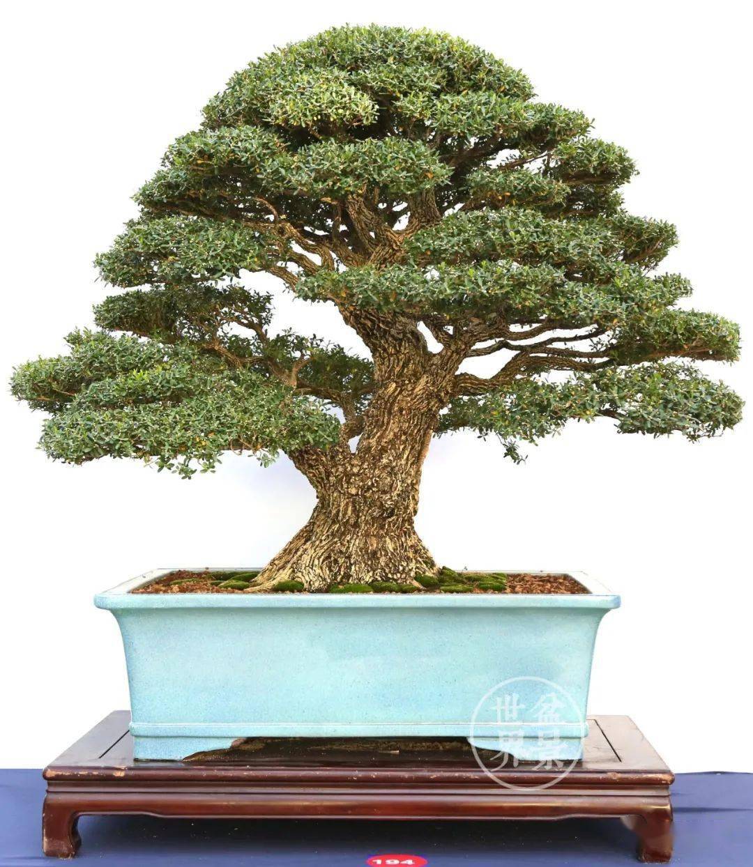 最美的100盆黄杨_盆景_作品_cm