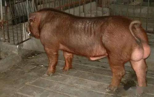 中国、漢加彩猪 动物也疯狂，那些奇葩的外国猪竟然都是混血儿！_搜狐网