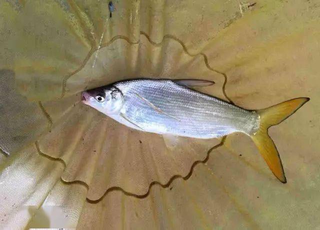 嘴巴小尾巴黄,3两重的冲劲不亚于1斤重的鲤鱼,这鱼该如何垂钓_黄尾鱼