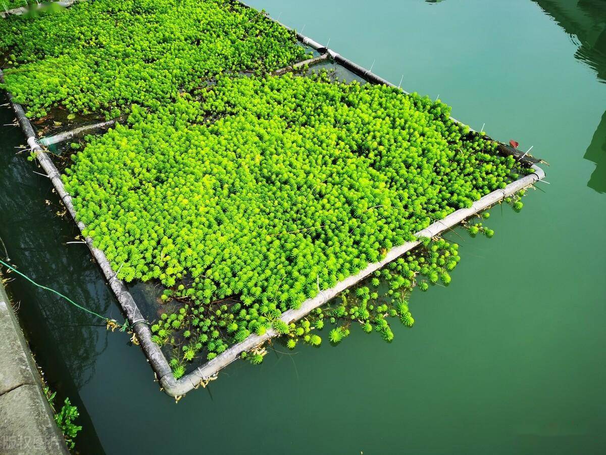 人工"浮岛"的应用及园林植物的配置选择_净化_生态_景观