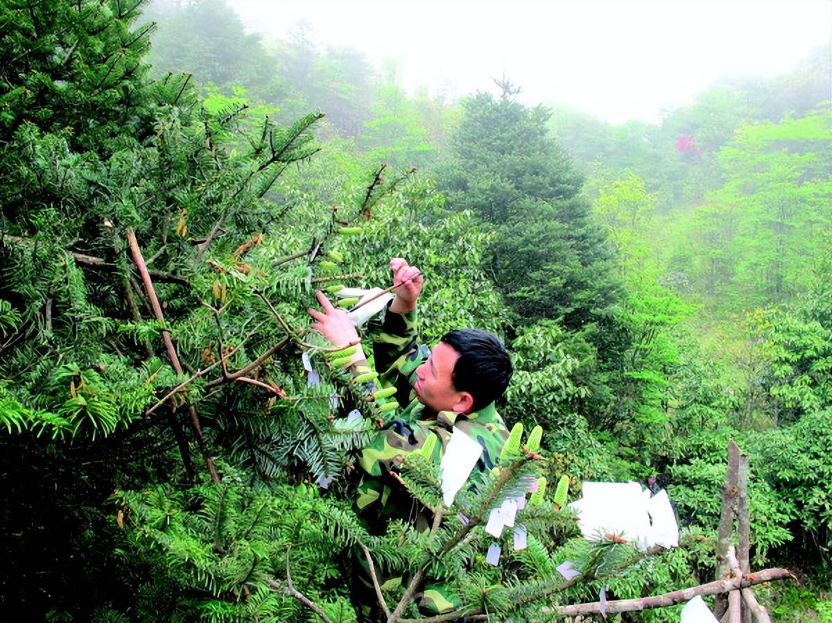 国家一级重点保护野生植物资源冷杉成功回归野外